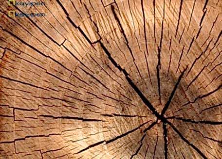 AHŞAP MALZEME KULLANMANIN OLUMLU VE OLUMSUZ YÖNLERİ