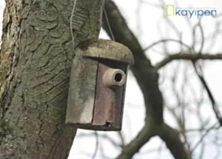 AHŞAP MALZEMENİN ÖMRÜ NE KADARDIR